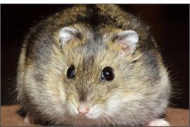 Hamster russe Agouti