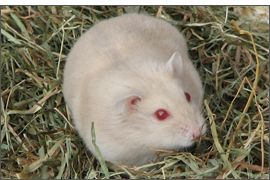 Hamster russe Beige yeux rubis