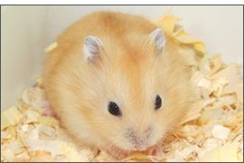 Hamster russe Mandarine