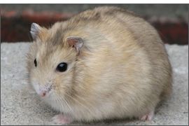 Hamster russe mandarine noir