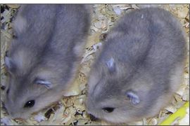 Hamster russe Saphir bleu