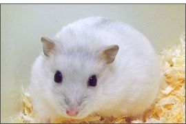 Hamster russe Saphir Bleu perle