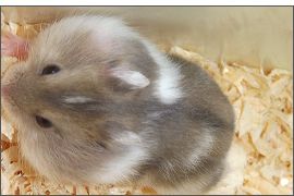 Hamster russe Saphir bleu Spotted