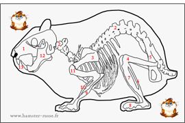 Anatomie du hamster: squelette et organes