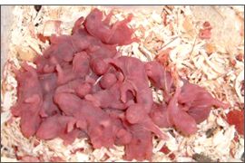 Nombre de petit et temps de gestation des hamsters