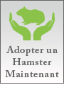 Prix: Adopter votre hamster maintenant
