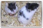 Hamster campbell Mottled (noir et blanc)