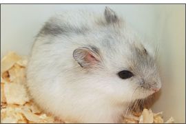 Hamster russe Agouti perle