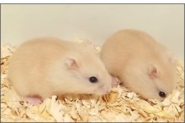 Hamster russe Beige blond