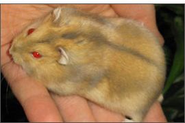 Hamster russe fauve yeux rubis