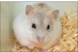 Hamster russe Mandarine bleu perle