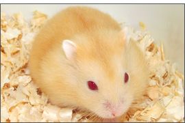 Hamster russe mandarine yeux rubis