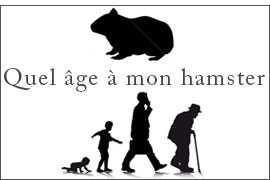 Quel âge à mon hamster en âge humain