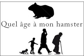 Quel âge à mon hamster en âge humain