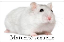 A qu'elle âge mon hamster peut il reproduire