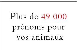 Choisir un prénom pour votre animal (49 000 prénoms)