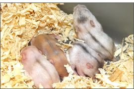 Chronologie du développement des hamsters