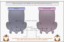 Comment connaitre le sexe de mon hamster ?