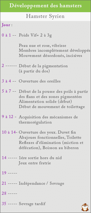 Chronologie du developpement chez le hamster roborovski