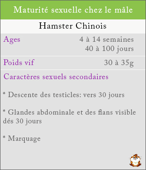 Maturité sexuelle chez les mâles hamsters chinois