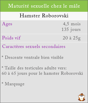 Maturité sexuelle chez les mâles hamsters roborovski