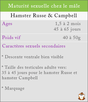 Maturité sexuelle chez les mâles hamsters russe et campbell