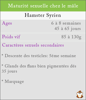 Maturité sexuelle chez les mâles hamsters syrien