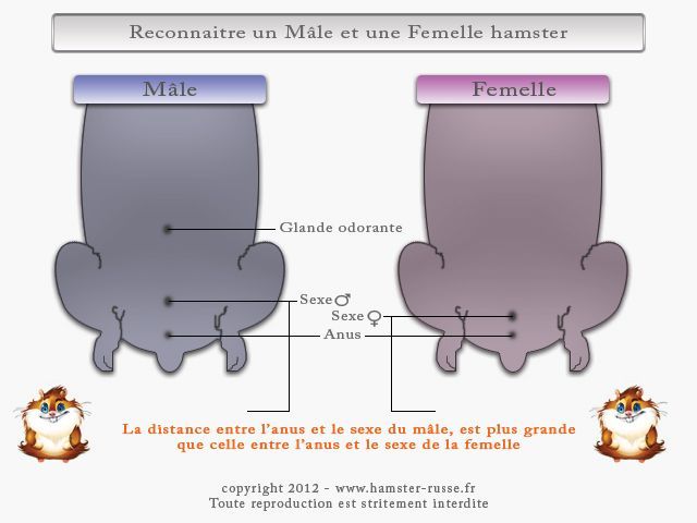 Comment connaitre le sexe de mon hamster ?