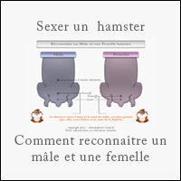 Testicules De Hamster Nain Chinois