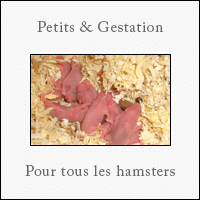 Nombre De Petit Et Gestation Des Hamsters