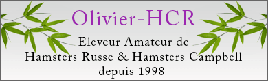 Eleveur amateur de hamster russe et hamster campbell