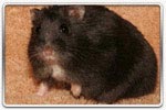 Hamster russe noir