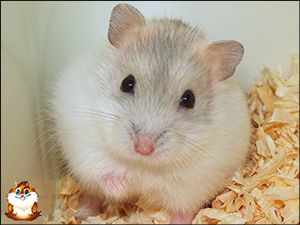 Hamster Russe Mandarine Bleu Perle