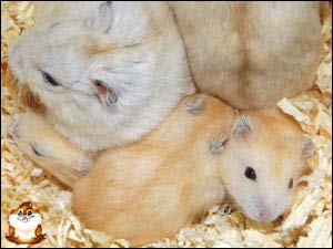 Hamster Russe Mandarine