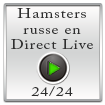 Hamster russe en direct live 24h sur 24