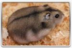 Hamster russe Agouti