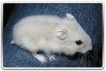 Hamster russe Beige