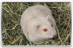Hamster russe Beige blond