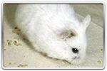 Hamster russe Blanc