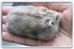 Hamster russe Brun