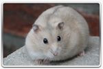 Hamster russe Camel