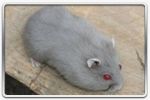 Hamster russe Lilas aux yeux rouges