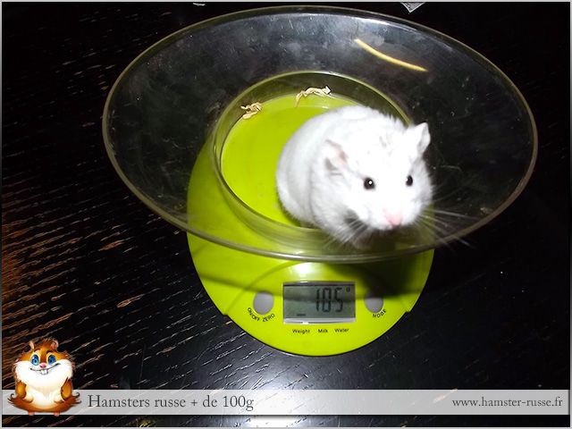 hamster russe de 105g